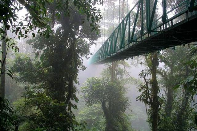 Costa Rica Birding Hotspot: Monteverde