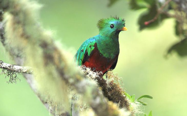 Birding Trips to Costa Rica