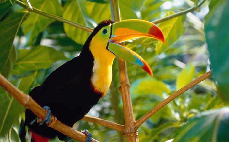 The Top 7 Costa Rica Birding Spots