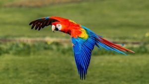 costa rica scarlet macaw bird