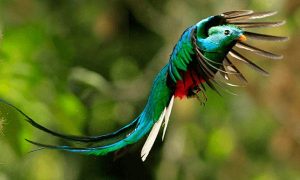 quetzal bird costa rica