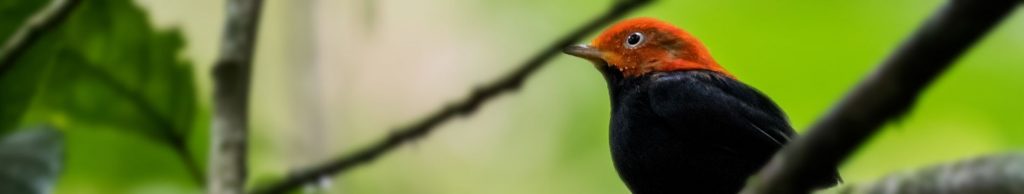 costa rica focus bird tours