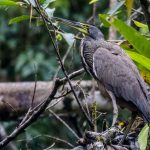 birds of costa rica Bare-Throated Tiger Heron