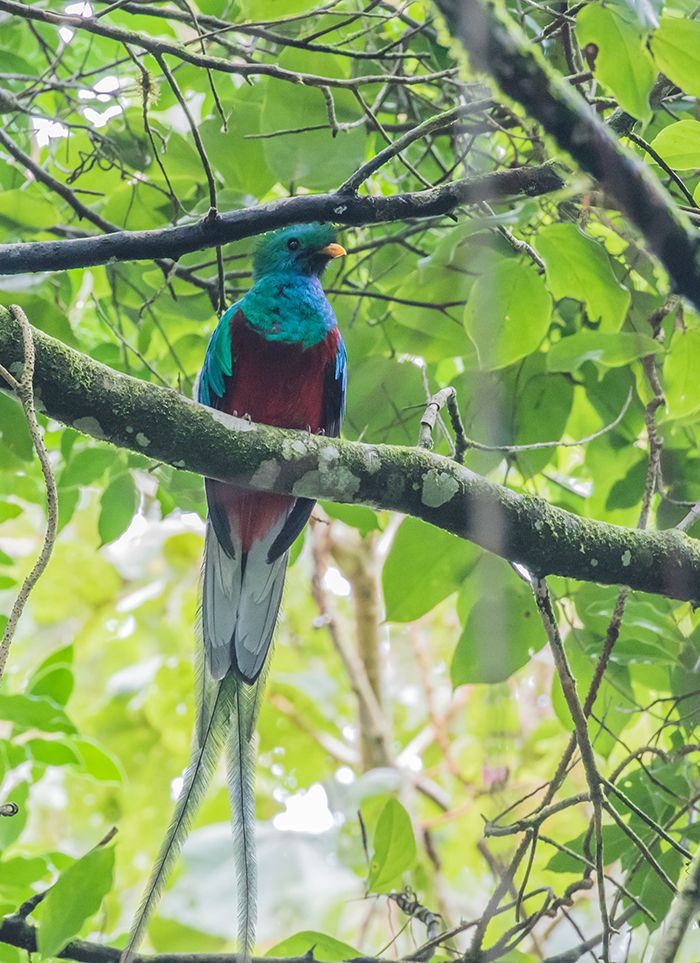 Tracking the Trogons 2026 Trip Report: 11 Days, 6 Trogon Species, 310 Birds 6 birds of costa rica Resplendent Quetzal
