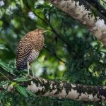birds of costa rica rufescent tiger heron