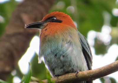 Arenal Observatory Lodge Rofous Motmot