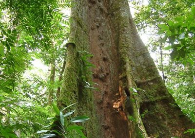 Casa Corcovado Lodge Tree