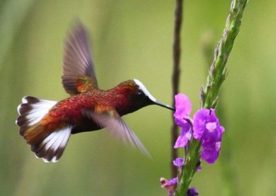 Rancho Naturalista Hummingbird