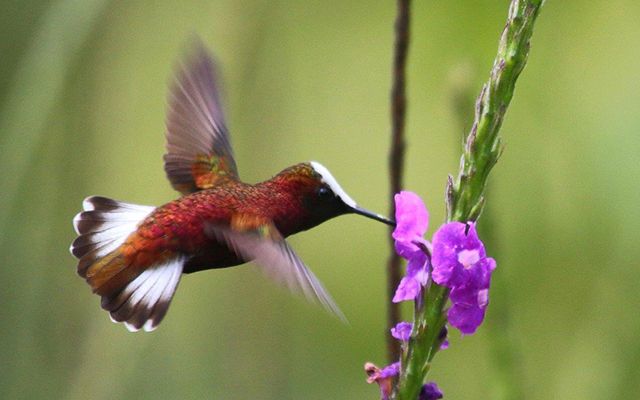 Costa Rica Birding Hotspot: Turrialba, Rancho Naturalista | Hummingbird