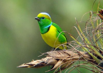 Rancho Naturalista Bird