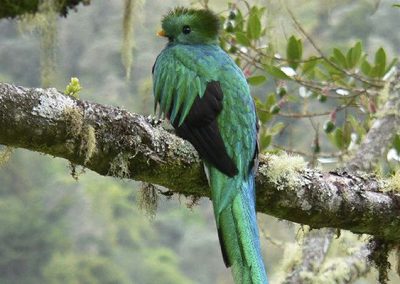 Savegre Lodge Quetzal