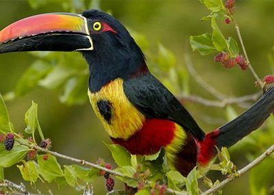 Selva Biological Station Toucan