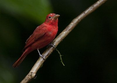 Selva Verde Lodge Red Bird