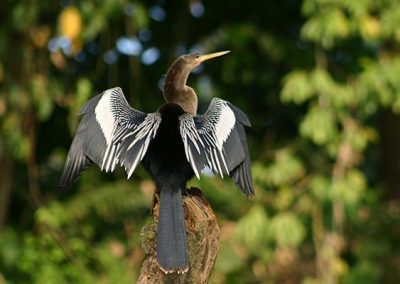 Selva Verde Lodge Bird