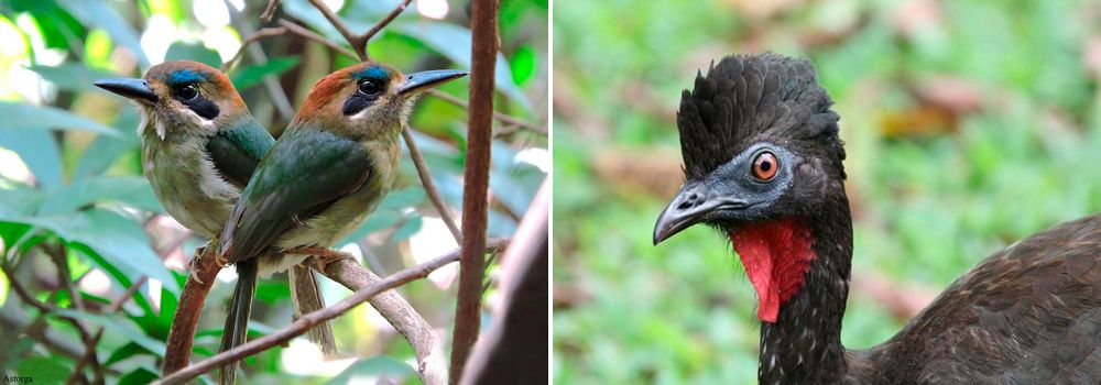 Day 4: Tenorio National Park | Rio Celeste Hideaway Trails – Secluded Costa Rica Birdwatching Tour