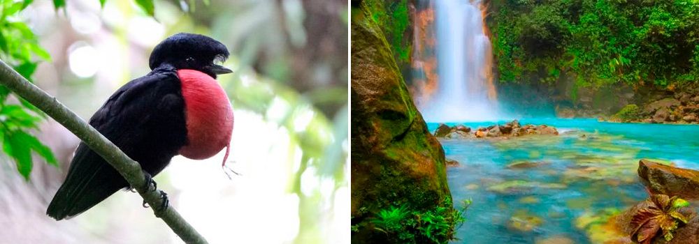 Day 5: Tenorio National Park | Rio Celeste & National Park - Secluded Costa Rica Birdwatching Tour