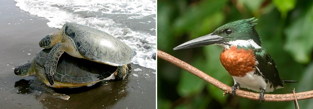 Day 3: Tortuguero National Park| Turtles - Advanced Costa Rica Birding Tour