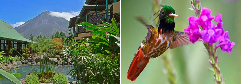 Day 4: Arenal Volcano Area | Arenal Observatory Lodge - Advanced Costa Rica Birding Tour