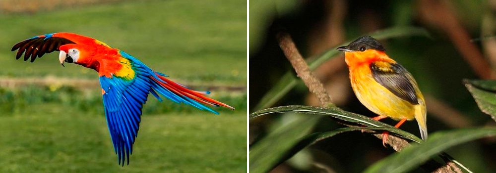 Day 9: Central Pacific | Scarlet Macaw Country & Carara National Park - Costa Rica Birding at It’s Best Tour