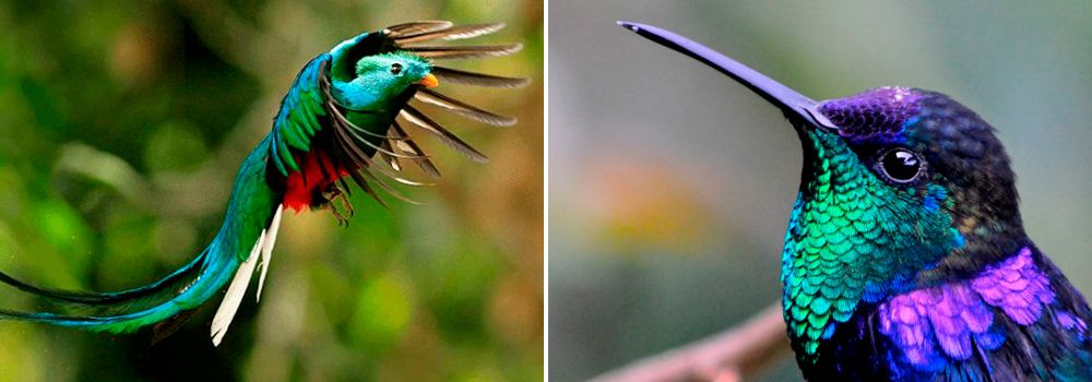 San Gerardo de Dota | Quetzal Country, Birding tour Costa Rica