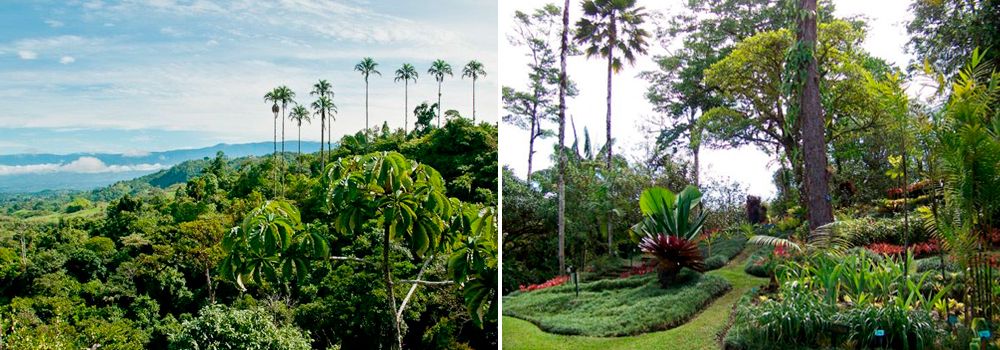 Las Cruces Biological Station - Pacific Slope| Los Cusingos & Wilson’s Gardens - Birding in Costa Rica