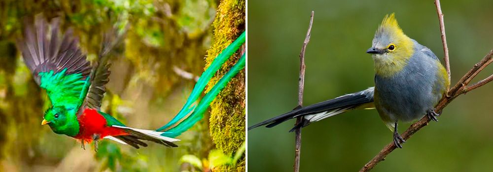 Day 2: San Gerardo de Dota | Paramo Species - Unique Costa Rica Birding & Beach Tour