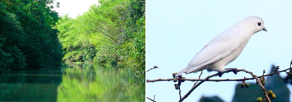 Day 4: Costa Rica Birding Osa Peninsula | Corcovado National Park