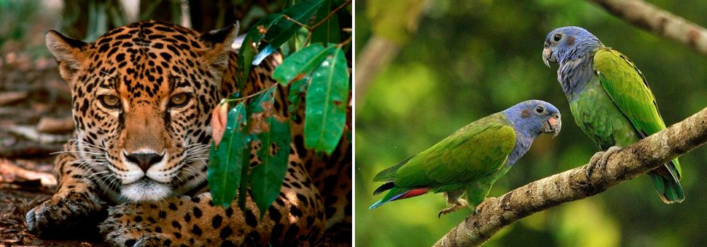 costa rica birding beach tour day 5