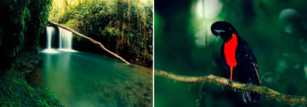 Costa Rica Highlights Birdwatching Tour - Braulio Carillo National Park