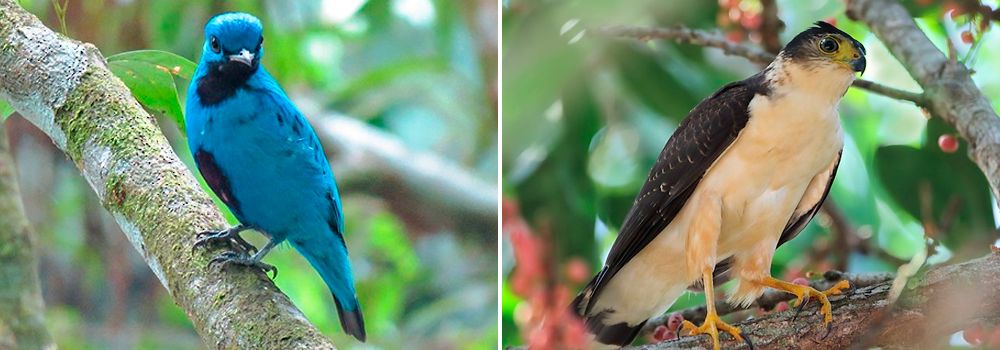 Day 4: Osa Peninsula | Corcovado National Park - Costa Rica Highlights Bird Watching Tour