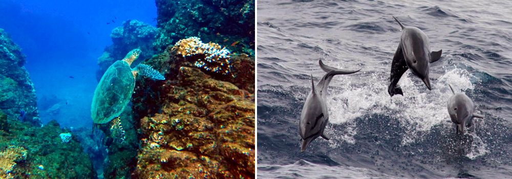 Costa Rica Highlights Bird Watching Tour - Day 5: Osa Peninsula | Cano Island & Pelagic Species