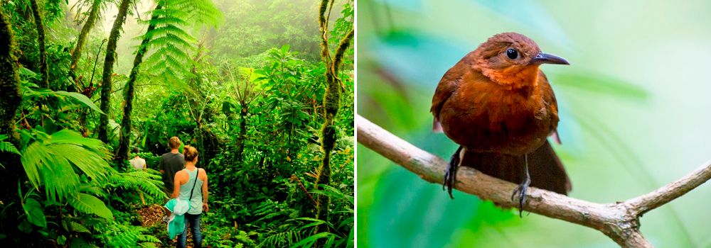 Grand Costa Rica Bird Watching Tour - Day 11 - Monetverde Cloud Forest