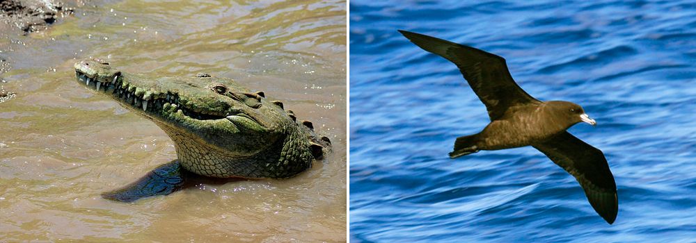 Grand Costa Rica Bird Watching Tour - Day 12 - Carara National Park