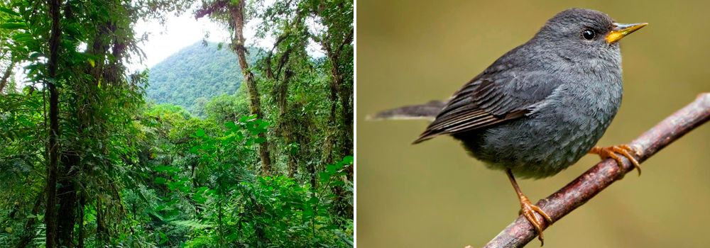 Grand Costa Rica Bird Watching Tour - Day 4 - Rancho Naturalista