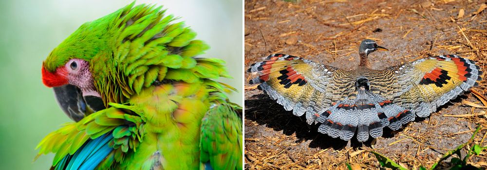 Grand Costa Rica BIrd Watching Tour - Day 6 - La Selva Biological Station