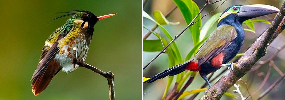 Grand Costa Rica Bird Watching Tour - Day 9 - Arenal Volcano area