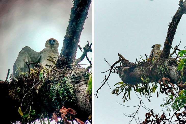 hunt for the harpy eagle panama