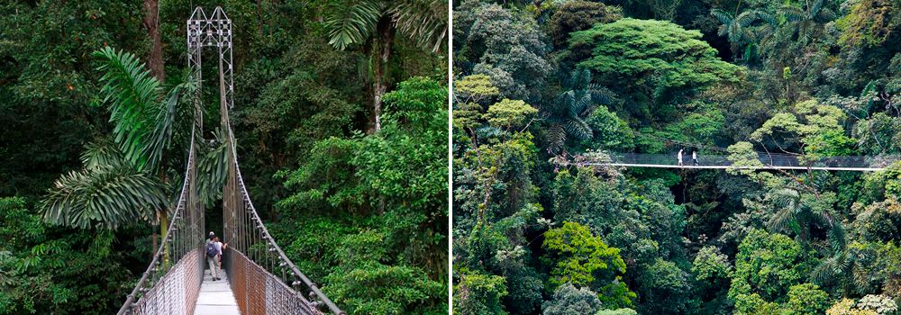 Hanging Birdges Tour - Intro to Costa Rica Birding