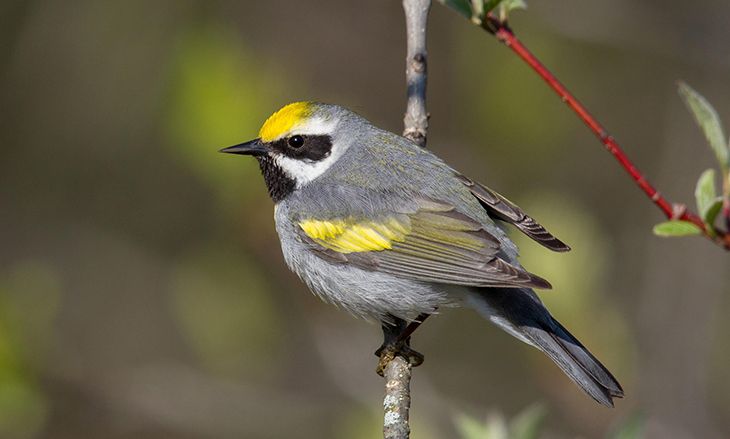 winter bird migration costa rica