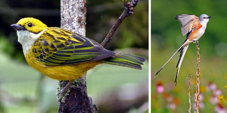 Birding and Beaches: Costa Rica Birdwatching Tour