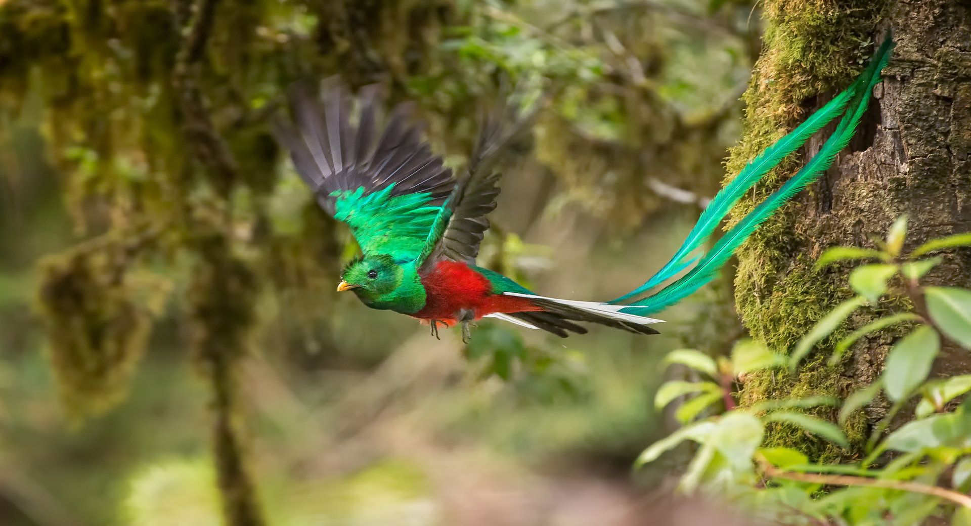 Best Costa Rica Birding Trips Costa Rica Focus Local Tour Agency