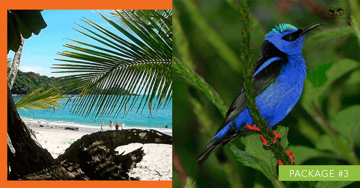 Costa Rica Birding Osa Peninsula Unique Birding & Beach Tour