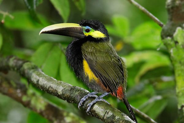 Secluded Costa Rica Birdwatching Tours