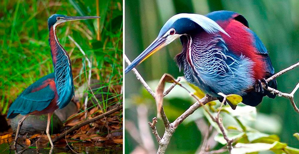 Birding Costa Rica Blog 3 Newest Costa Rica Birding Tour: Quest for the Agami Heron