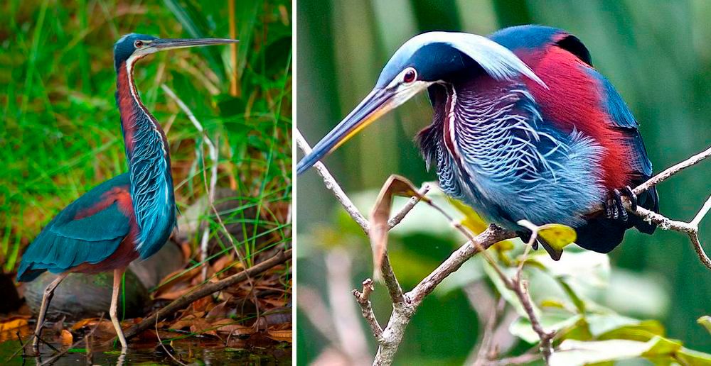 agami heron birding tour