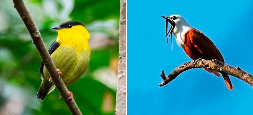 birding photo tours costa rica