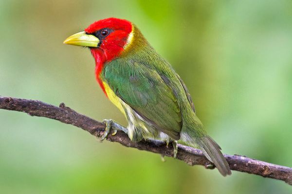 Costa Rica Biological Stations Birding Tour