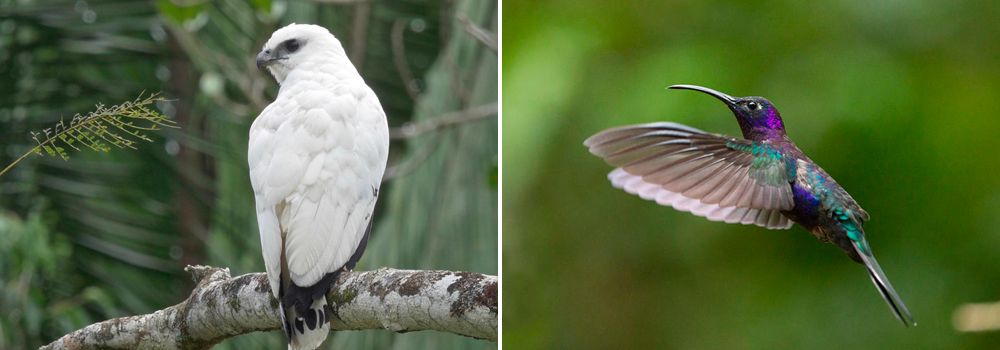 Bird Photography Tour in Costa Rica, Day 9: Rancho Naturalista