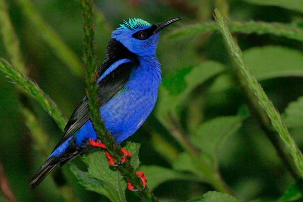 Unique Costa Rica Birding Trips