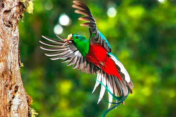Costa Rica Birding Tours 2024 - 2025 by Local Experts, Costa Rica Focus